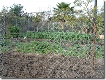 Crops under cultivation