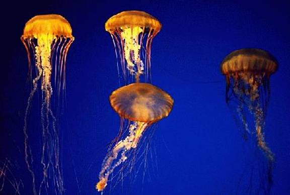 Jellyfish